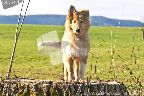 Image of collie whelp