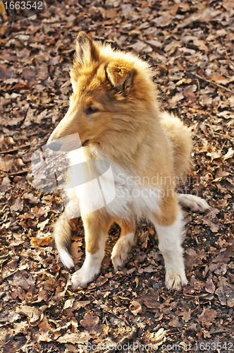 Image of collie whelp