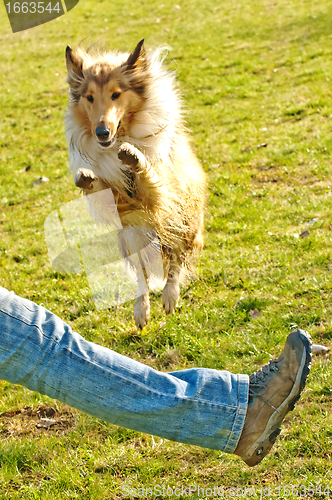 Image of  collie dog jumps over leg