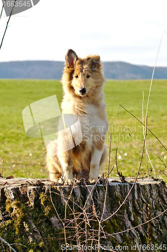 Image of collie whelp