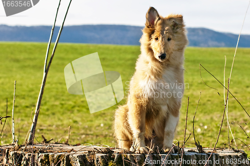 Image of collie whelp