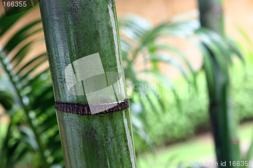 Image of Bamboo