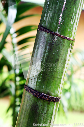 Image of Bamboo