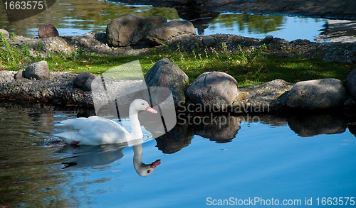 Image of Rare Coscoroba Swan In A Pond With Stones