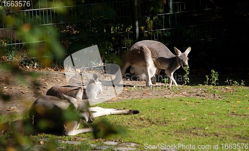 Image of A Troop of Grey Kangaroos in a Zoo Warming under the Sun