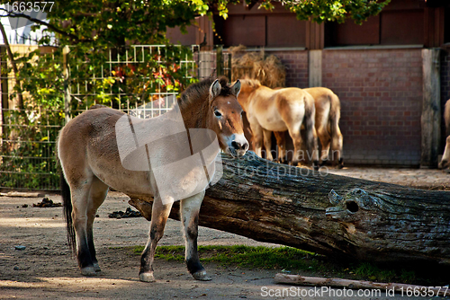 Image of A Przewalski's Horse (Mongolian Horse) In a Zoo Against a Great Tree Trunk