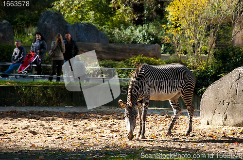 Image of Zebra And People At the Back In a Zoo