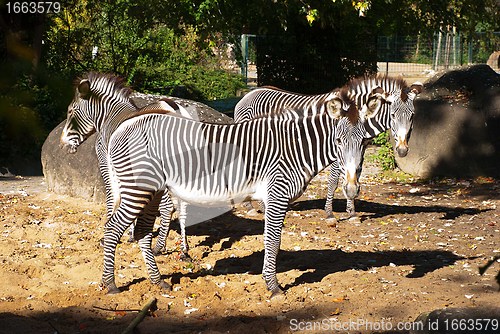 Image of Zebra with stones and trees in the background