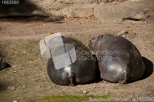 Image of A Couple of Hippopotamuses From Back Side