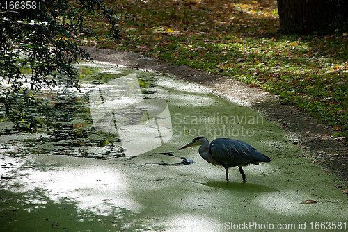 Image of A Grey Heron In a Pond