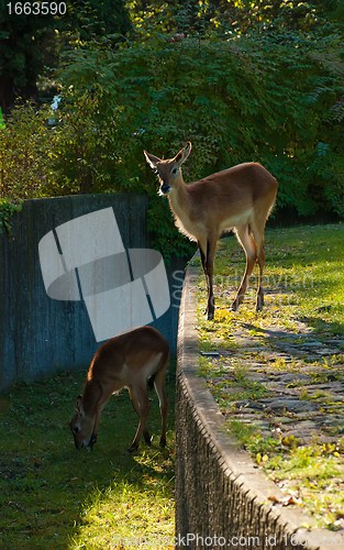 Image of Two Female Deers in a Two Level Yard In a Zoo — Hills Imitation