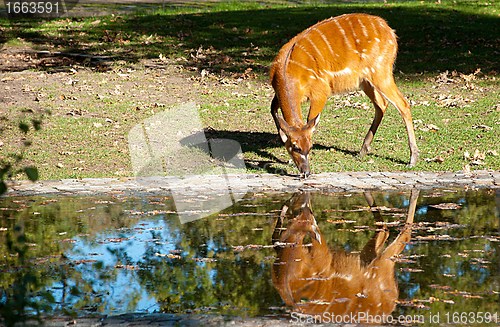 Image of Female Antilope Sitatunga Is Drinking In a Zoo