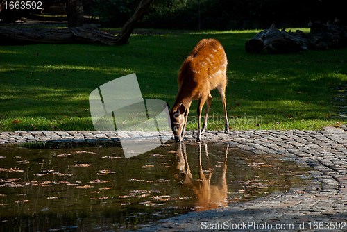 Image of Female Antilope Sitatunga At Watering In a Zoo