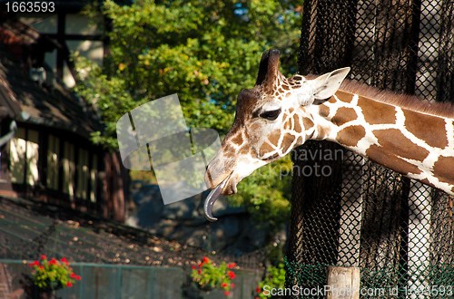 Image of Closeup of the Head of a Giraffe with a Tongue Stuck Out in a Zoo