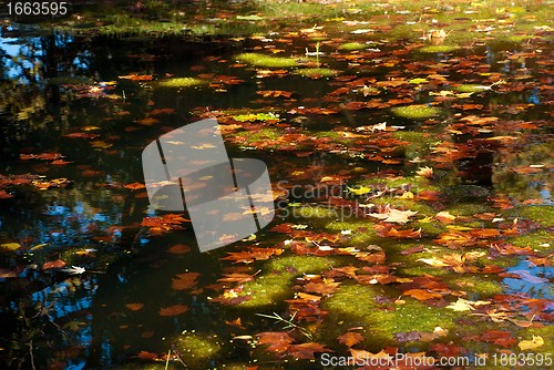 Image of Closeup of an Autumn Pond with Brown Maple Leaves and Blanket Weed in Water