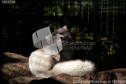 Image of Arctic Fox in Winter White Fur in a Zoo Sits on Stones and Scratches His Ear