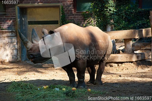 Image of Black Rhino in a Zoo