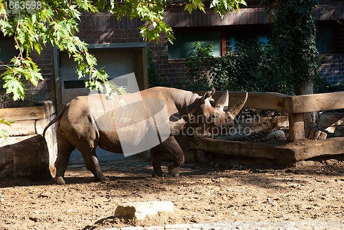 Image of Black Rhinoceros at a Hedge in a Zoo