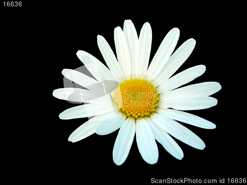 Image of White daisy isolated on black background