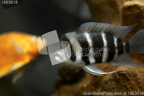 Image of Fish with stripes in aquarium