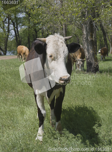 Image of A cow grazing in a forest