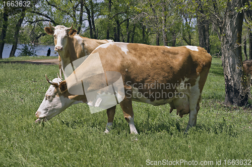 Image of Two cows in a forest