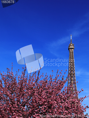 Image of Parisian spring