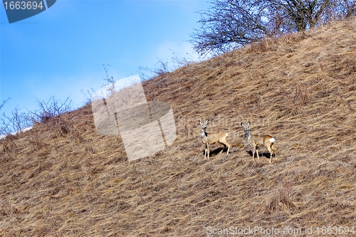 Image of roe deer bucks