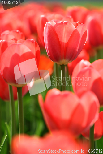 Image of beautiful red tulips