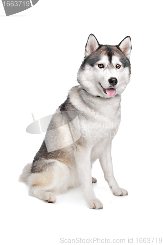 Image of Siberian Husky