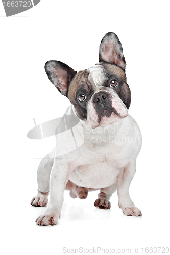 Image of French Bulldog