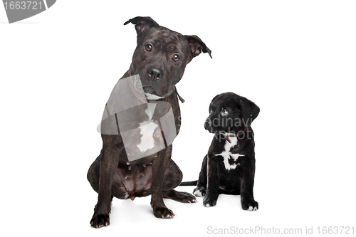 Image of two mixed breed dogs