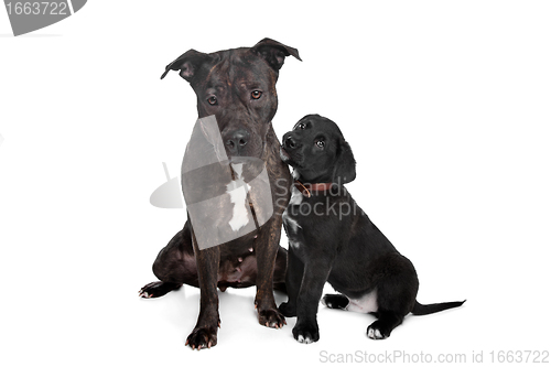 Image of two mixed breed dogs