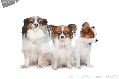 Image of three Papillon dogs