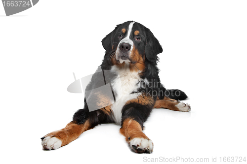 Image of Bernese Mountain Dog