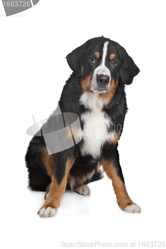 Image of Bernese Mountain Dog