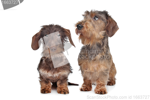 Image of Two miniature Wire-haired dachshund dogs