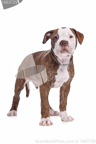 Image of American Bulldog in front of a white background