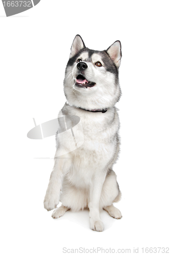 Image of Siberian Husky