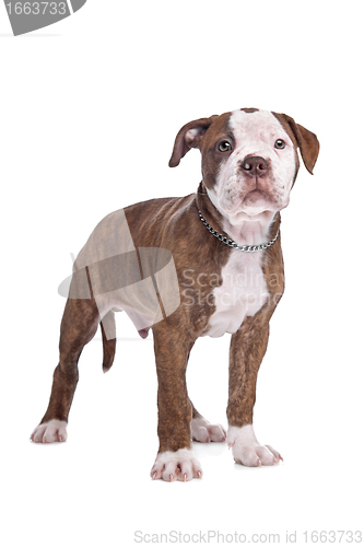 Image of American Bulldog in front of a white background