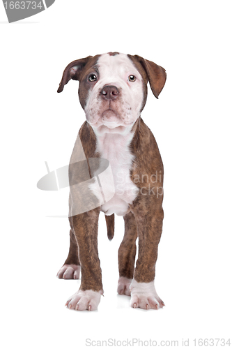 Image of American Bulldog in front of a white background