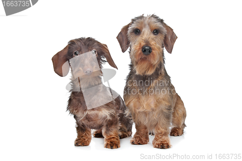 Image of Two miniature Wire-haired dachshund dogs