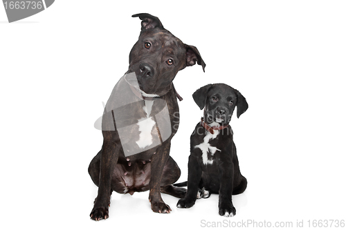 Image of two mixed breed dogs