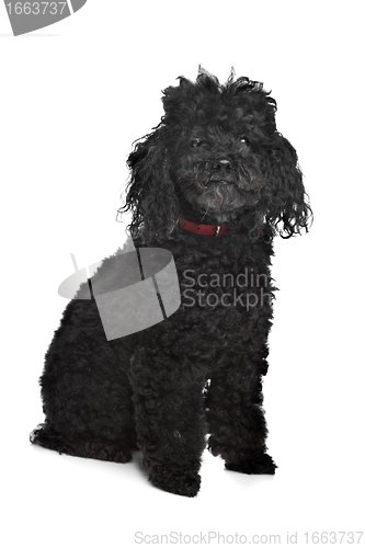 Image of Black poodle