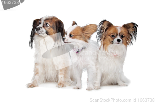 Image of three Papillon dogs