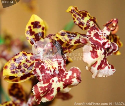 Image of Orchids