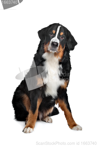 Image of Bernese Mountain Dog