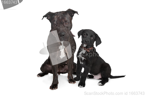 Image of two mixed breed dogs