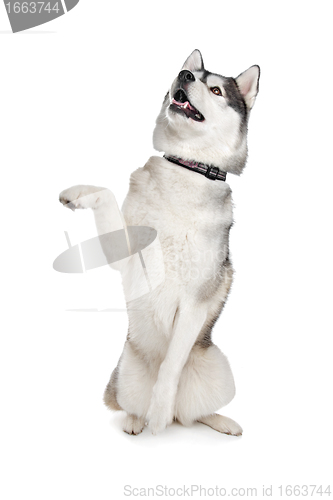 Image of Siberian Husky