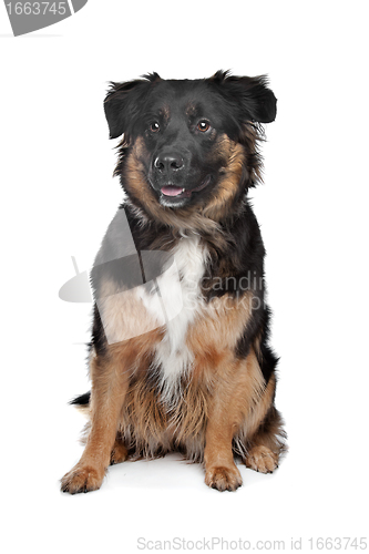 Image of mixed breed dog